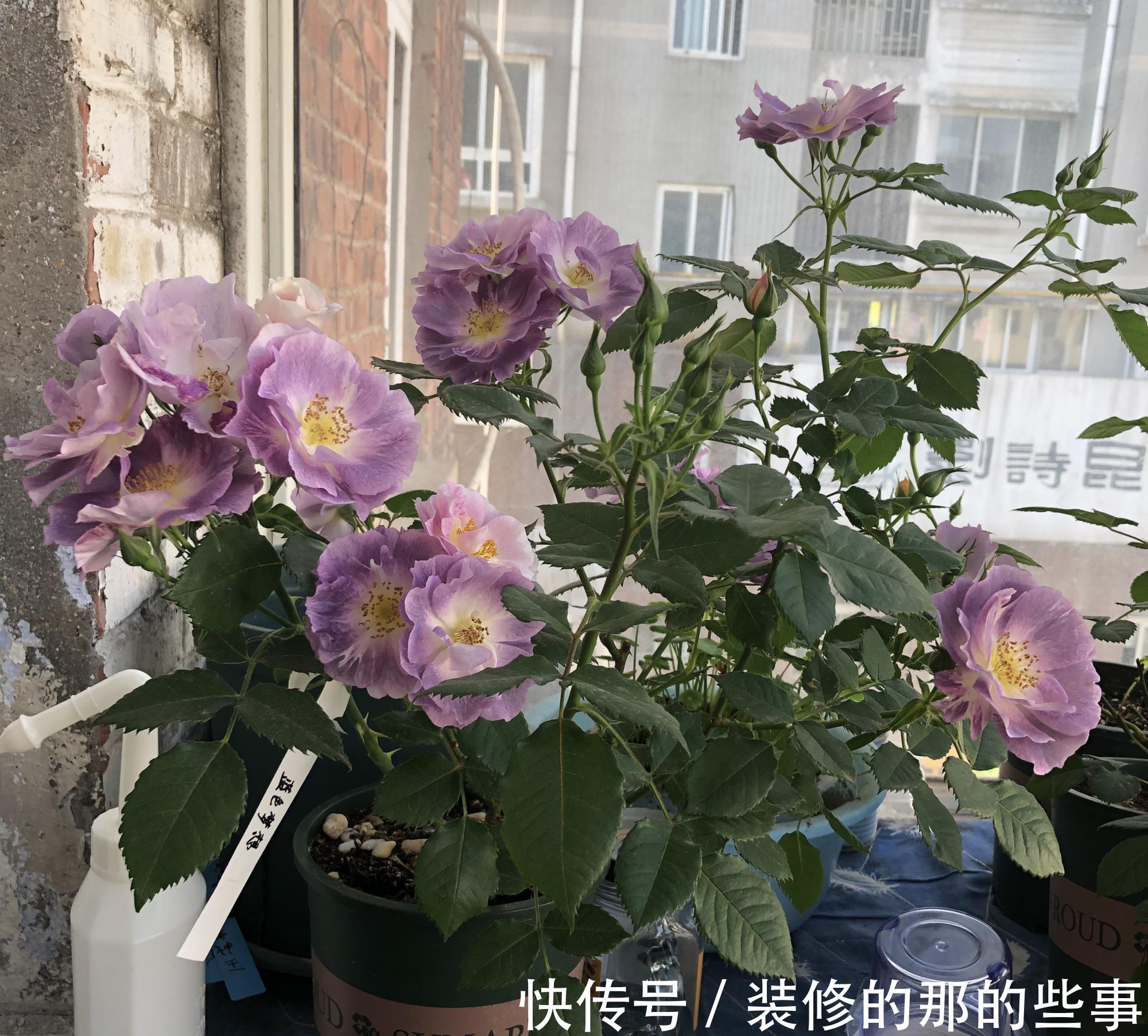 多季|月季花“蓝色梦想”，颜值超高，浓香四溢，多季开花，阳台也能养