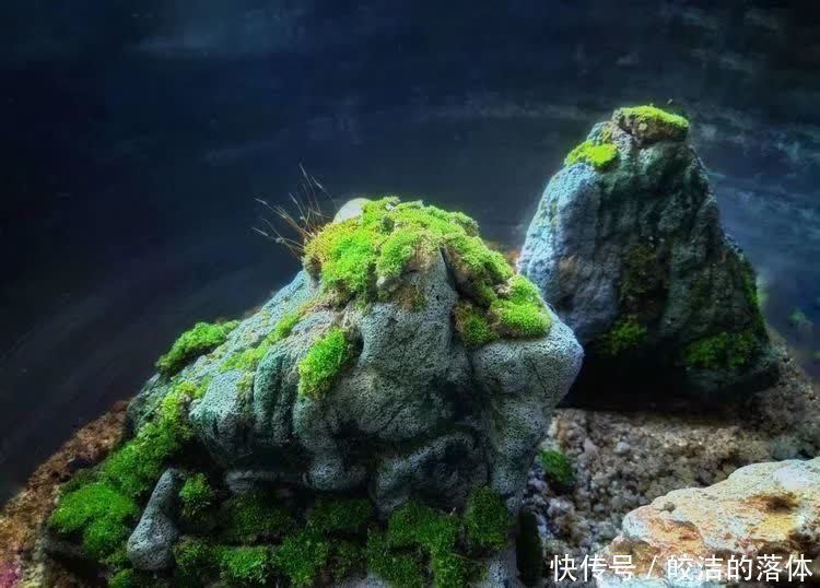 如莲似花,美好心情由你而始!