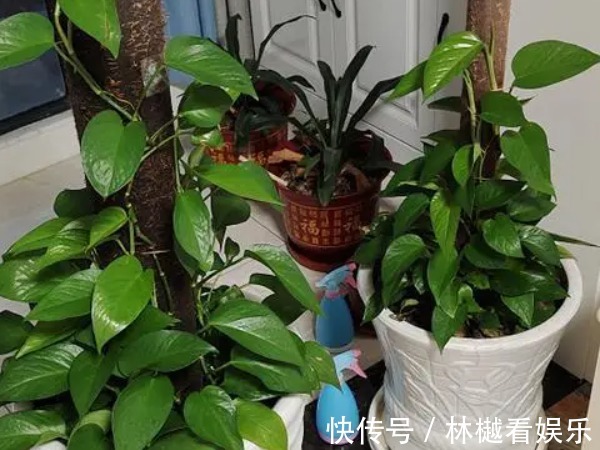 二氧化碳|“一颗绿萝七个鬼”,家中为啥不能放绿萝有什么讲究吗