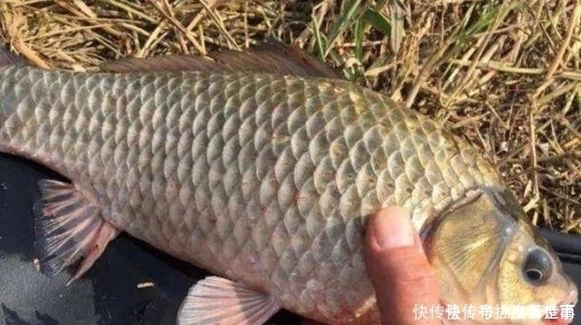 大江大河|夏天唯独这鲫鱼饵才霸气，一般小药还真比不上难老司机藏着掖着