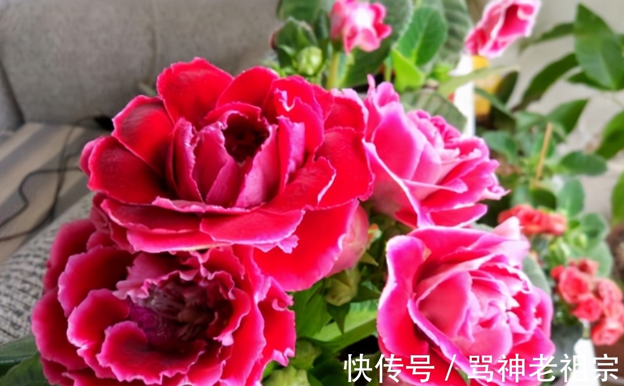 3种可以叶插的花卉,很容易成活,新手“玩”可以,但是养大很难