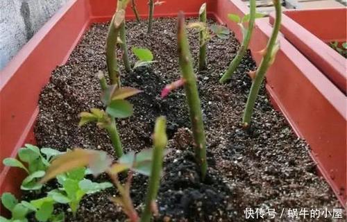 花卉|6月适合扦插“2种花”，越热生根会越快，一盆轻松变多盆