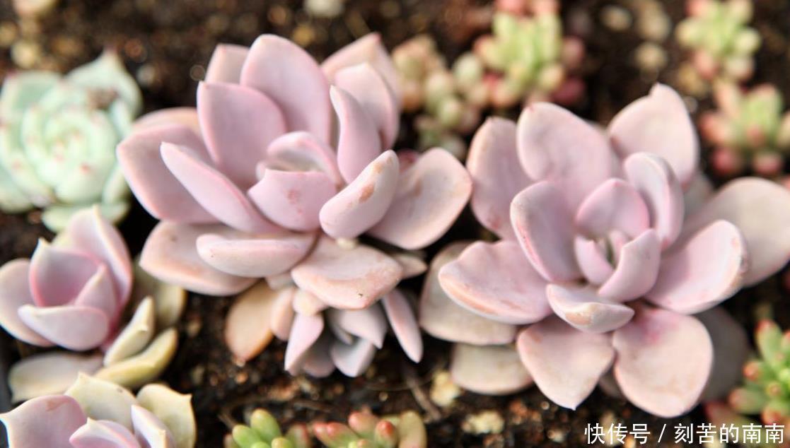 如何养好“多肉”免费教你一招“多肉”养殖技术