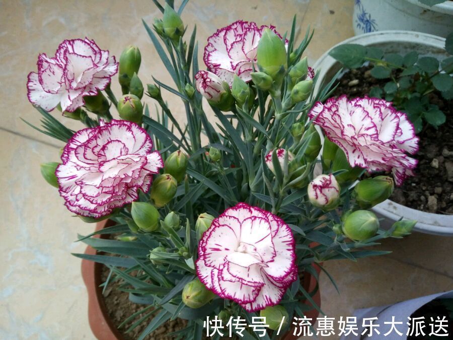 植物|花期超长的植物,开花几个月,花色漂亮,香气四溢,还可阳台盆栽