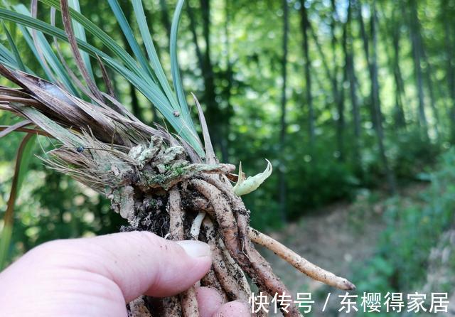 兰花茎腐病|兰花茎腐病和软腐病发生后，出现这种现象，就可以处理花盆了