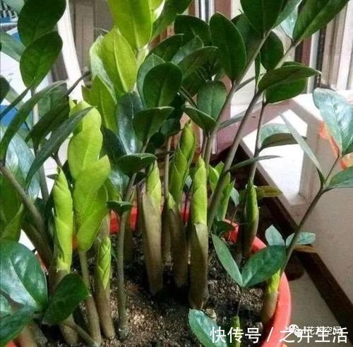 万能水|养花万能水，每月用2次，补水补养分，还不用施肥！