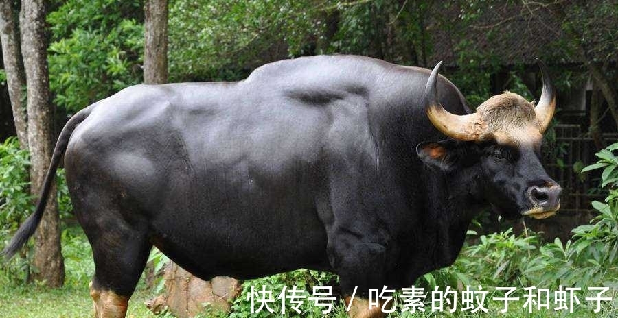 英镑|趣味冷知识分享，快来一起看看吧！