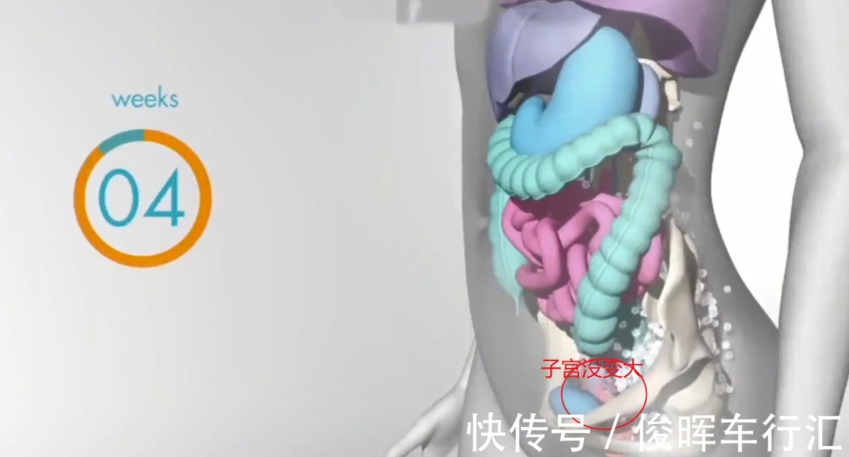 胎宝|怀孕之后,胎儿把妈妈的内脏挤到哪去了?十张高清图带你了解