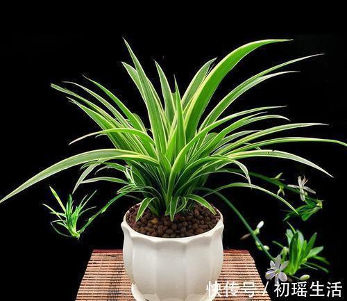 竹报平安|家里什么植物都可以不养,唯独这4种花万万要摆放上,后悔才察觉