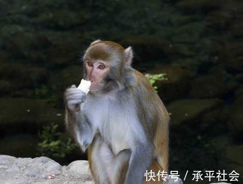 配偶|属猴最佳婚配,属猴的最佳配偶,配对了今生注定能大富大贵