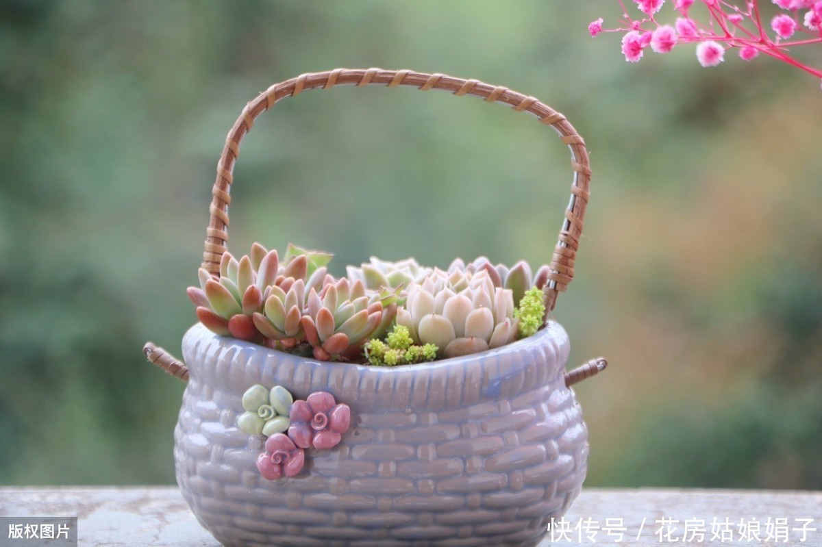 花友们|她把多肉种在篮子里,拎着就出了门,路上行人全多回头看