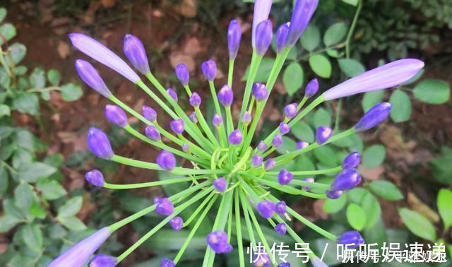 浇水|这花被误认为“蓝色君子兰”，开花特漂亮，一根枝能开50朵花