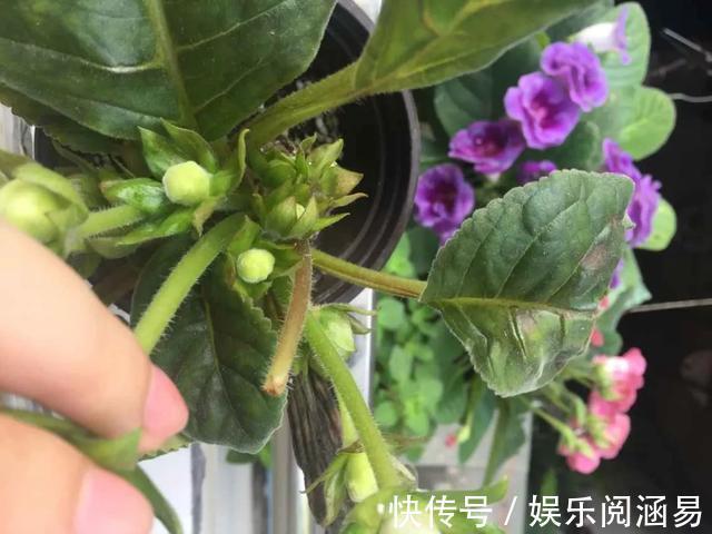 10种不能淋雨的花,淋完雨就死,盆栽养花注意事项