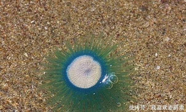 在海滩上遇到一堆“硬币”,碰到水后还会快速蠕动