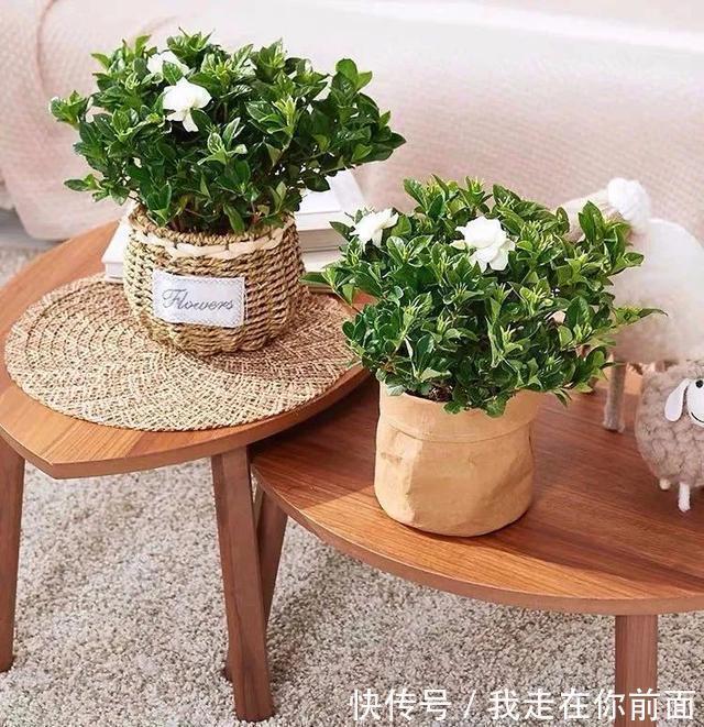 富贵竹|这六种花,个个都爱“喝醋”,隔几天喝一点,嫩叶蹭蹭长不停