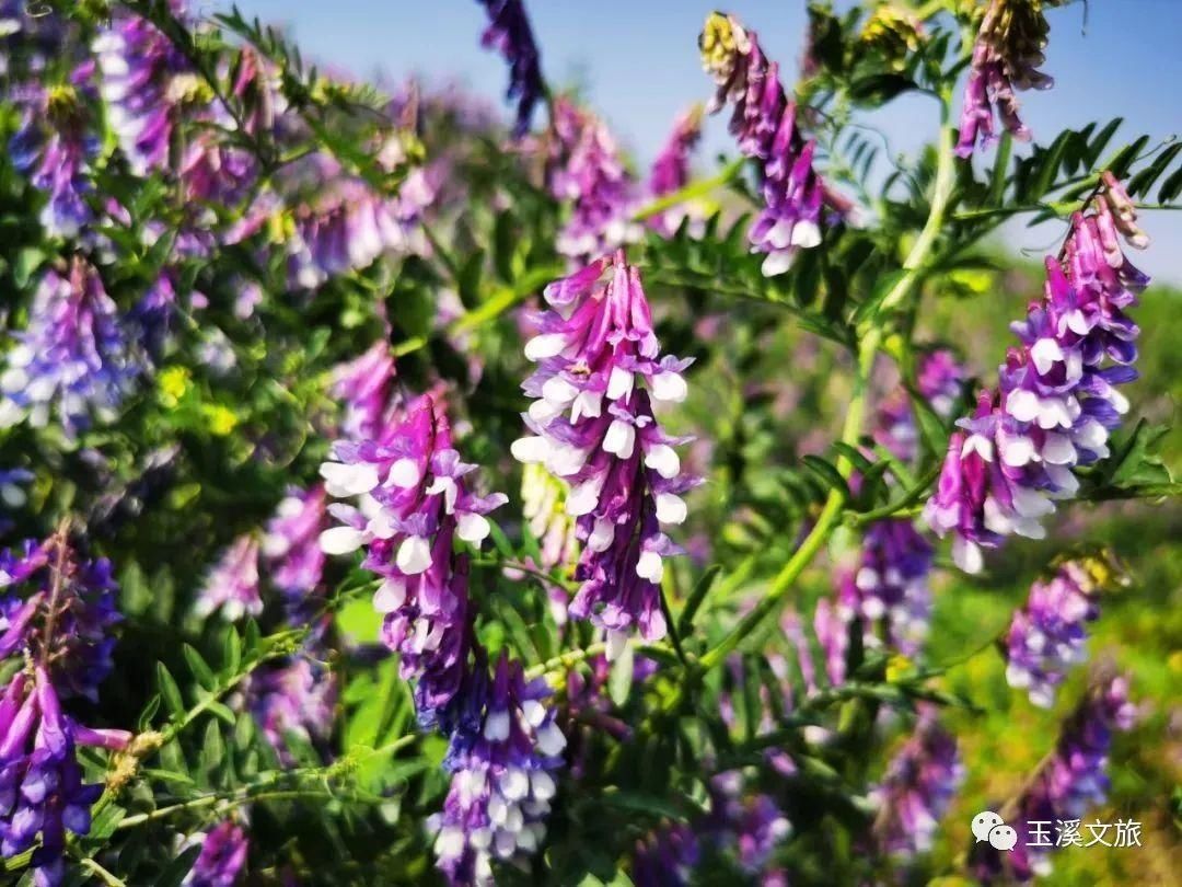 春日玉溪赏花丨超美！这片“紫色海洋”你知道是什么花吗？