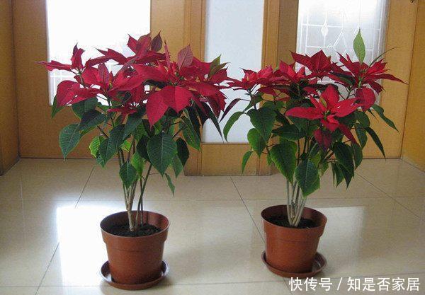 室内观赏花|五种适合秋天养的盆栽花,春节期间开花,漂亮又喜庆,年年有花赏