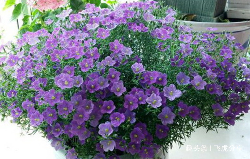 名副其实的爆花机,盆栽精品,花开大半年,好养易活还漂亮