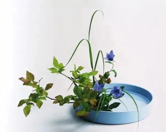  不负|折枝插瓶，不负韶华