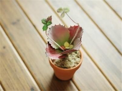 趣蝶莲，株形奇特，室内栽培要如何管理呢？