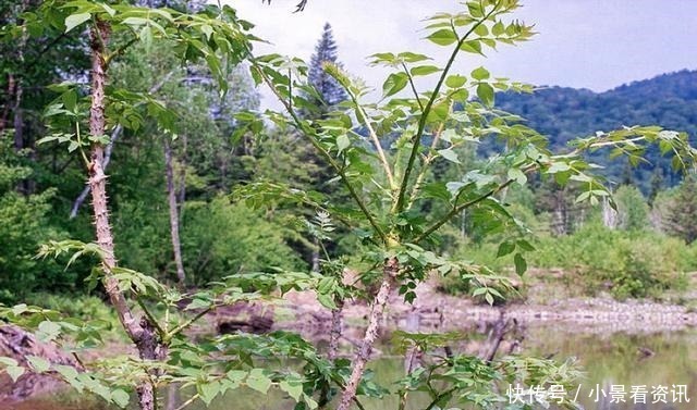 树芽|因浑身是刺常被忽视，殊不知“树芽”不输人参，目前36元一斤