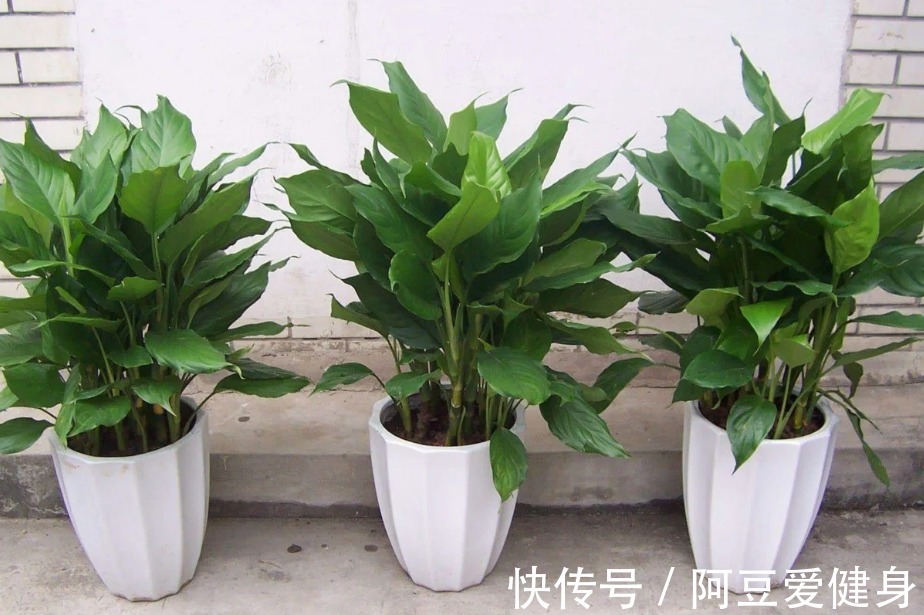 长寿花|养花就养这5款植物,大吉大利,盆栽打理方法简单