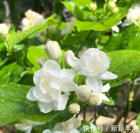 茉莉花这么养，枝叶繁茂四季绿，花开爆盆，满屋飘香