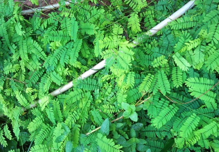 肝脏|用枸杞3斤，倒不如喝一两它，滋养肠胃，让肝脏也变得干干净净！