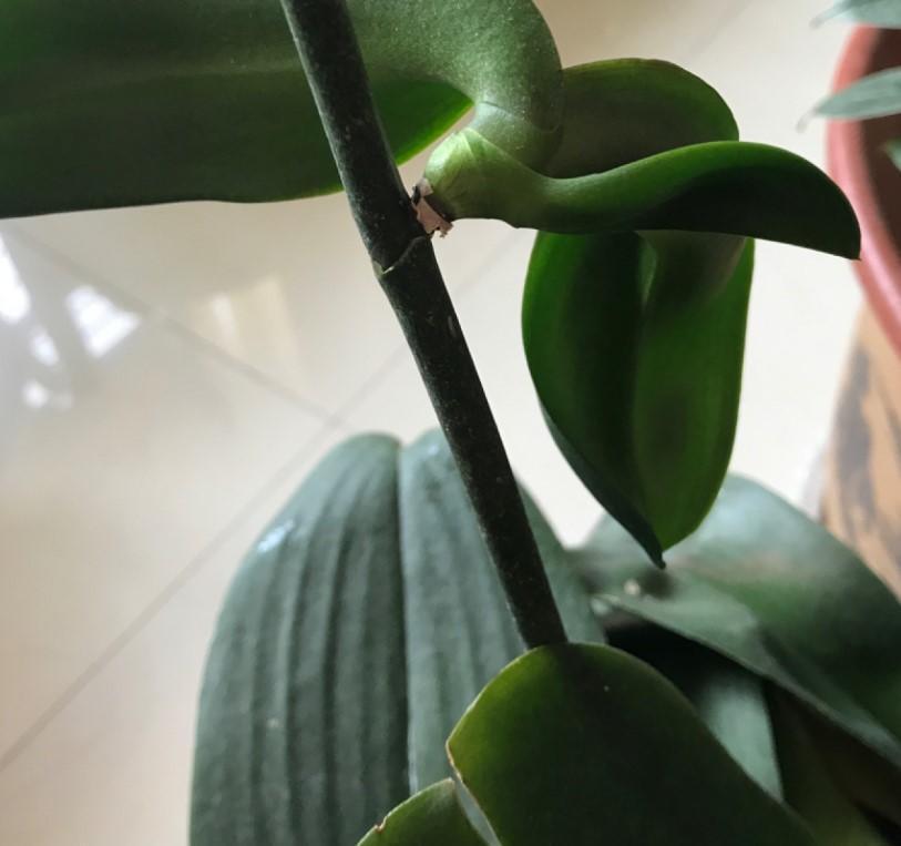 蝴蝶兰出现腐烂的情况,剪掉一些,养一下就又能养出大粗跟!