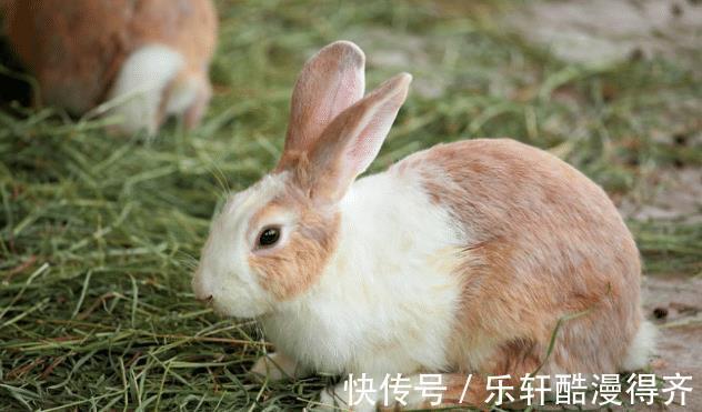 生肖兔|生肖狗下半年贵人将至遇到要珍惜,可助你苦尽甘来,前程似锦