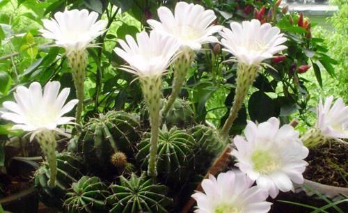  开花|仙人球不开花？多做三动作唤醒它，催出一圈芽开出层叠群花