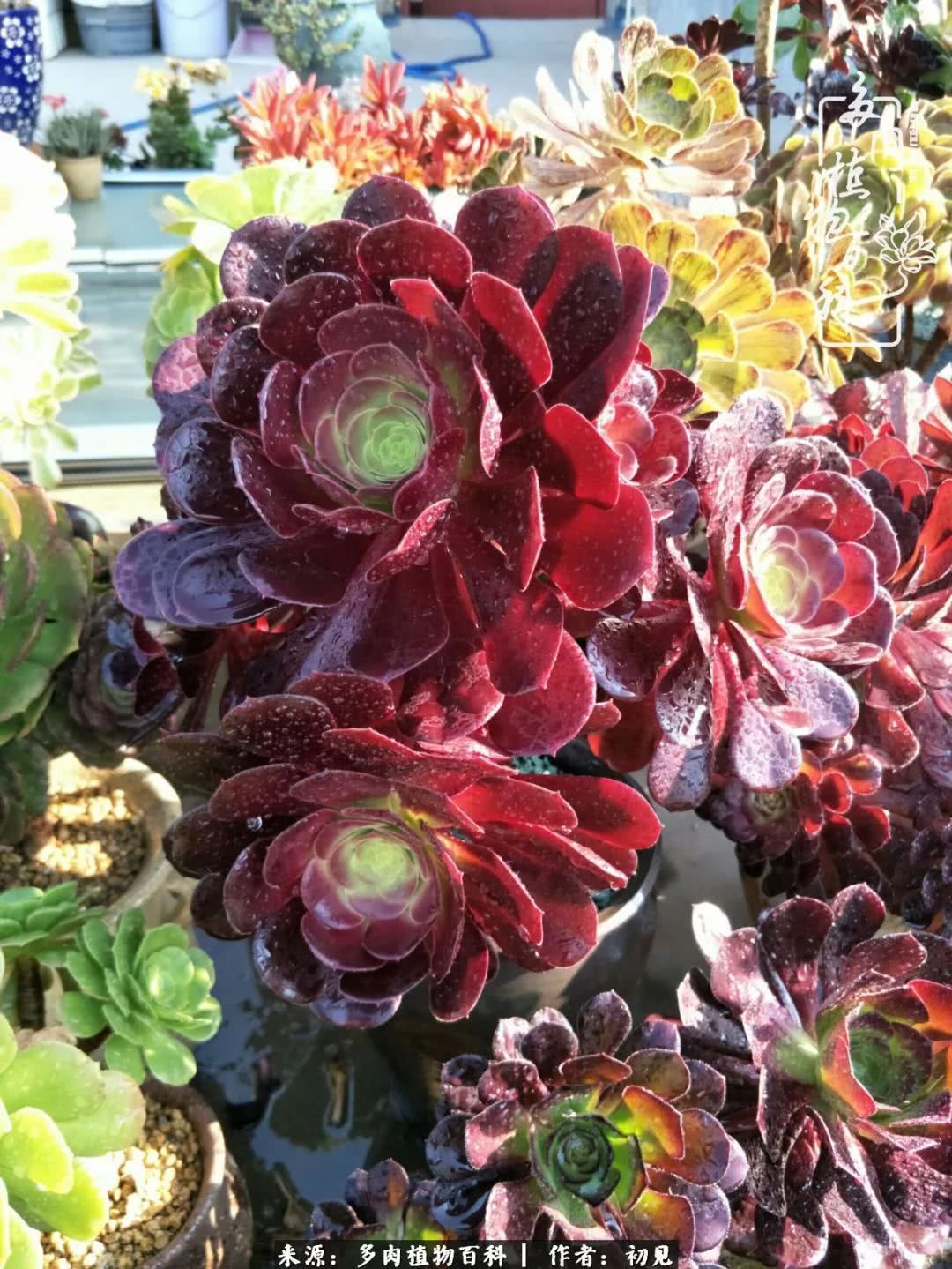 养多肉四周年,从初见到爱恋!幸福一直藏在浅薄的日子里!