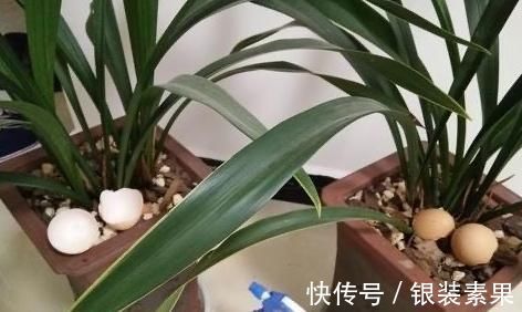 用鸡蛋壳养花,少了这2步就得招虫子,养啥啥不行