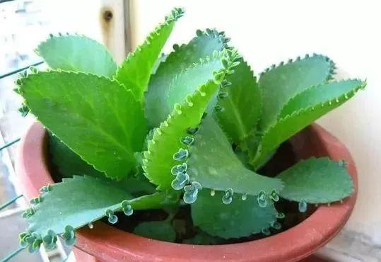 多肉萌新养这几种，不用打理就能活，省心省事颜值不低