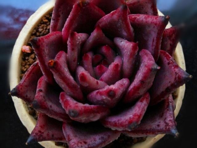 多肉贵货自己也能养出来找对方法，花些时间，养出贵货不太难