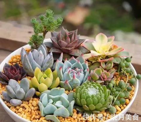 养护多肉9大忌,看看你犯了哪一条