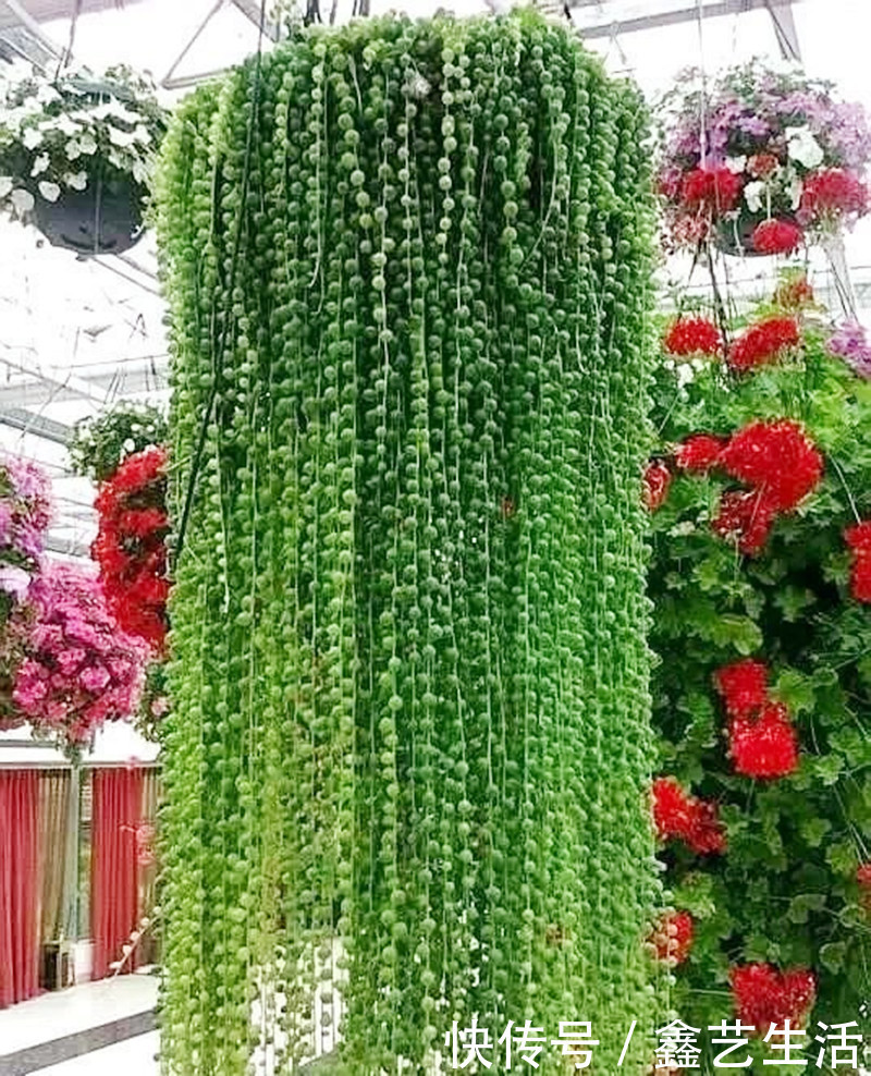 钱串子|适合夏天养的几种多肉,叶片肉嘟嘟能长成“瀑布”