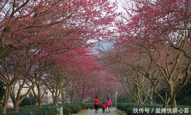 大陆阿里山，藏着中国最美樱花圣地，还登上《世界地理杂志》封面