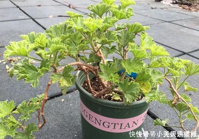 花苗越老越值钱这5种花的老桩，买了就上当