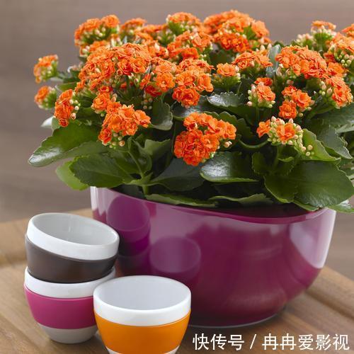 盆栽|长寿花又被称为寿星花、圣诞伽蓝菜!盆栽注意4点,花朵挂满枝
