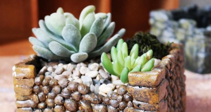 新入手多肉,上盆做好这4点,植株茎叶养得胖嘟嘟