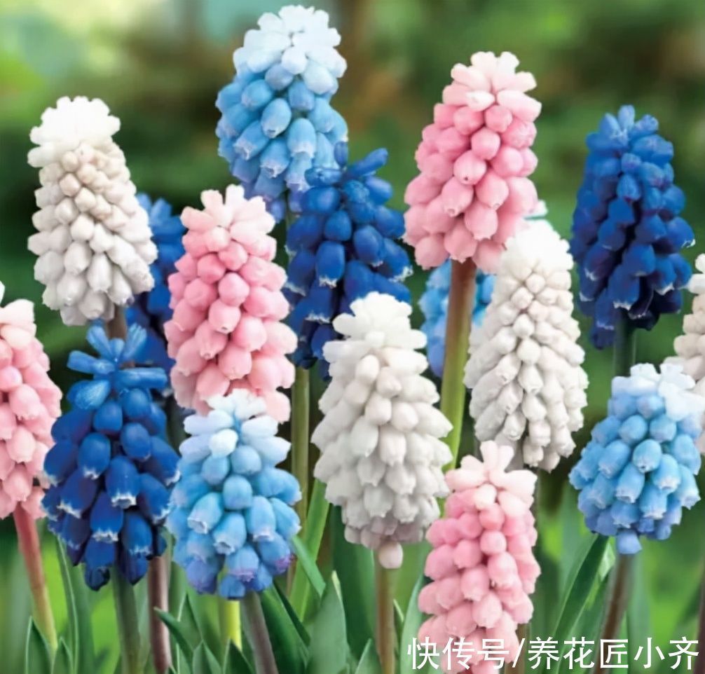 适合现在栽种的5种“小种球”,冬季就能开花,一盆满屋飘香