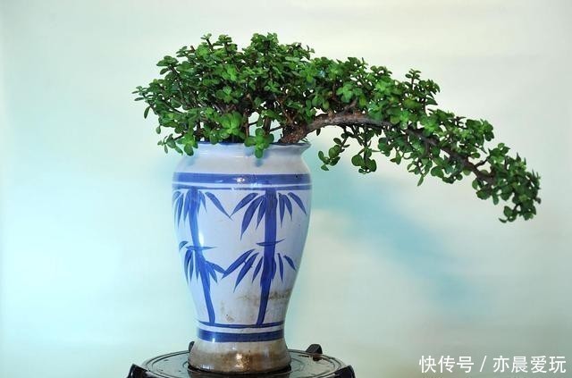 普通的盆栽金枝玉叶,有没有可能变为彩色叶片