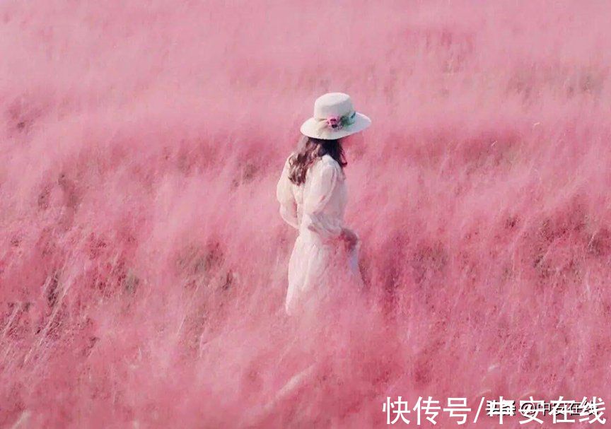 花瓣|超美！阜阳全年“赏花地图”出炉！建议收藏→