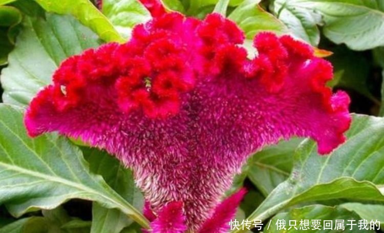 4种花漂亮又好养，花期长达200天，比牡丹好看，比吊兰好养