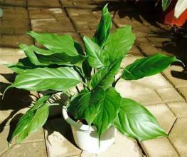 别再把这东西扔了,用来养花,不烂根,花多叶绿,比花肥强!