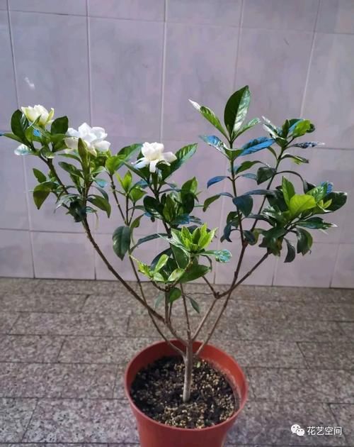 春天，这八种花，剪个枝插土里就活，养养就开花，错过了就要等明年了！