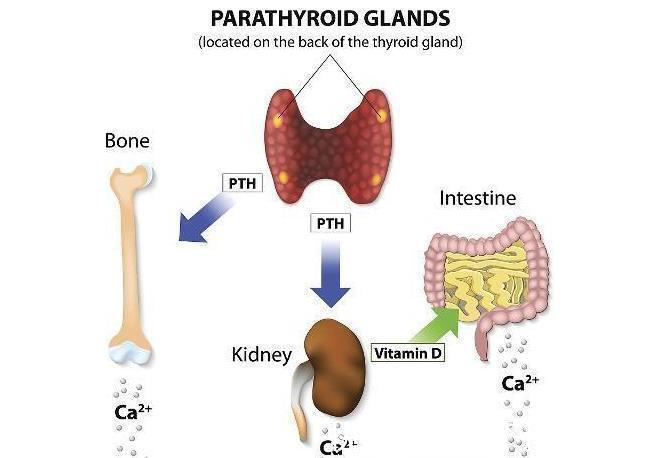 肿块|甲状腺结节能自愈吗?如果能少碰这些食物,结节可能会悄悄散去