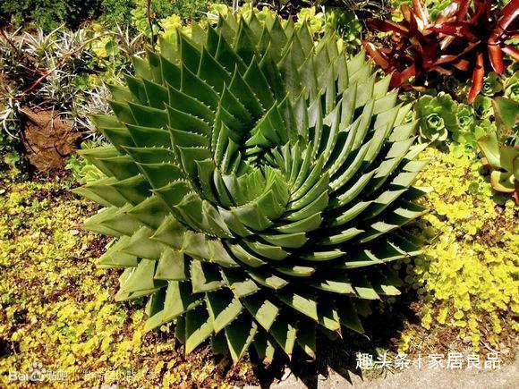 单价“过万”的芦荟,家里养一盆,能活“60年”,花友都想要