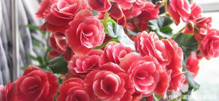 开花|养花修剪小技巧,长寿花蟹爪兰,只需剪一剪,年年开花不断